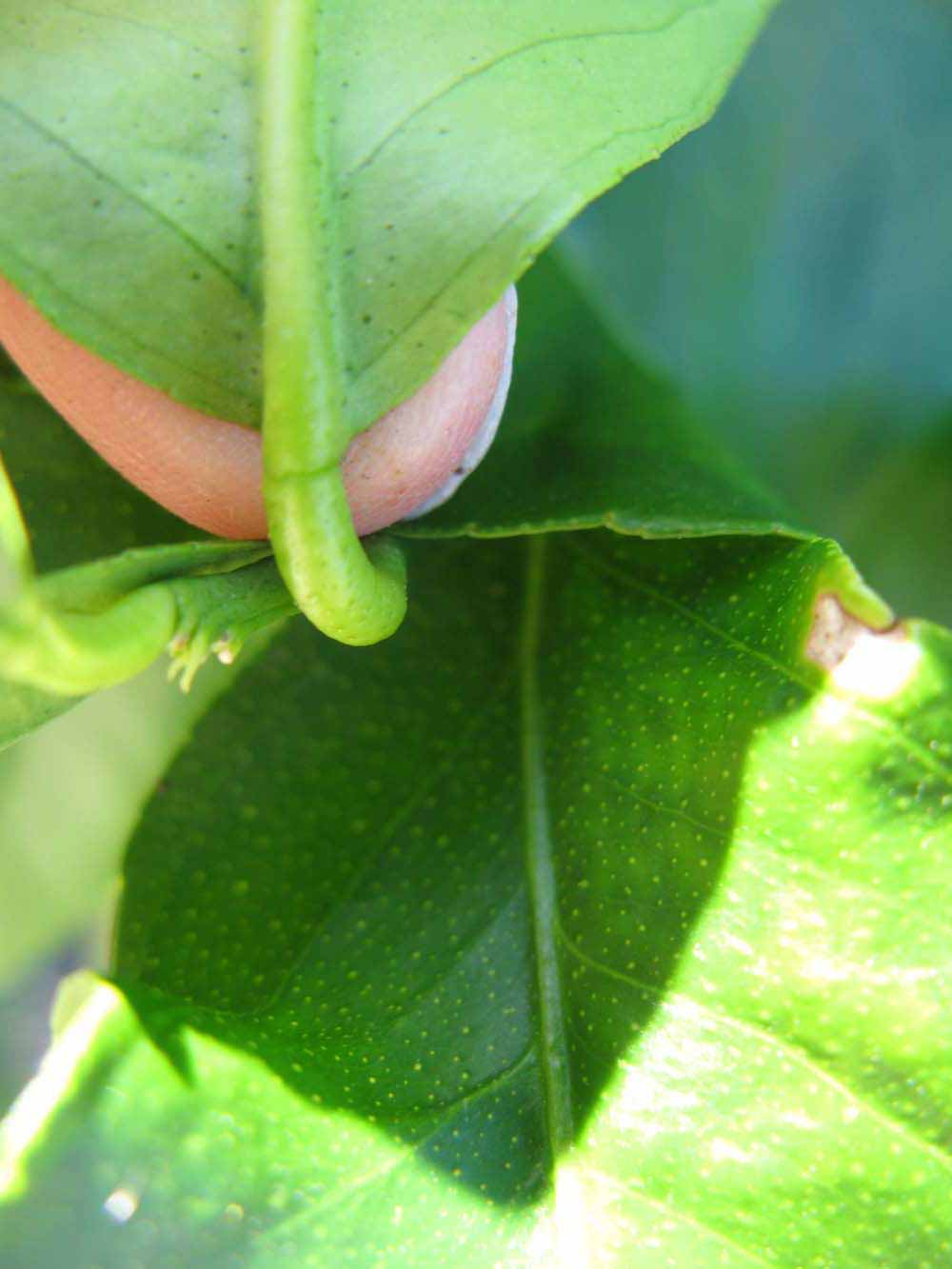              Petiole (Winter Haven, FL)       